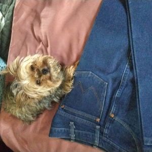 Wrangler Jeans (My dog decided he wants to get into the sales business)